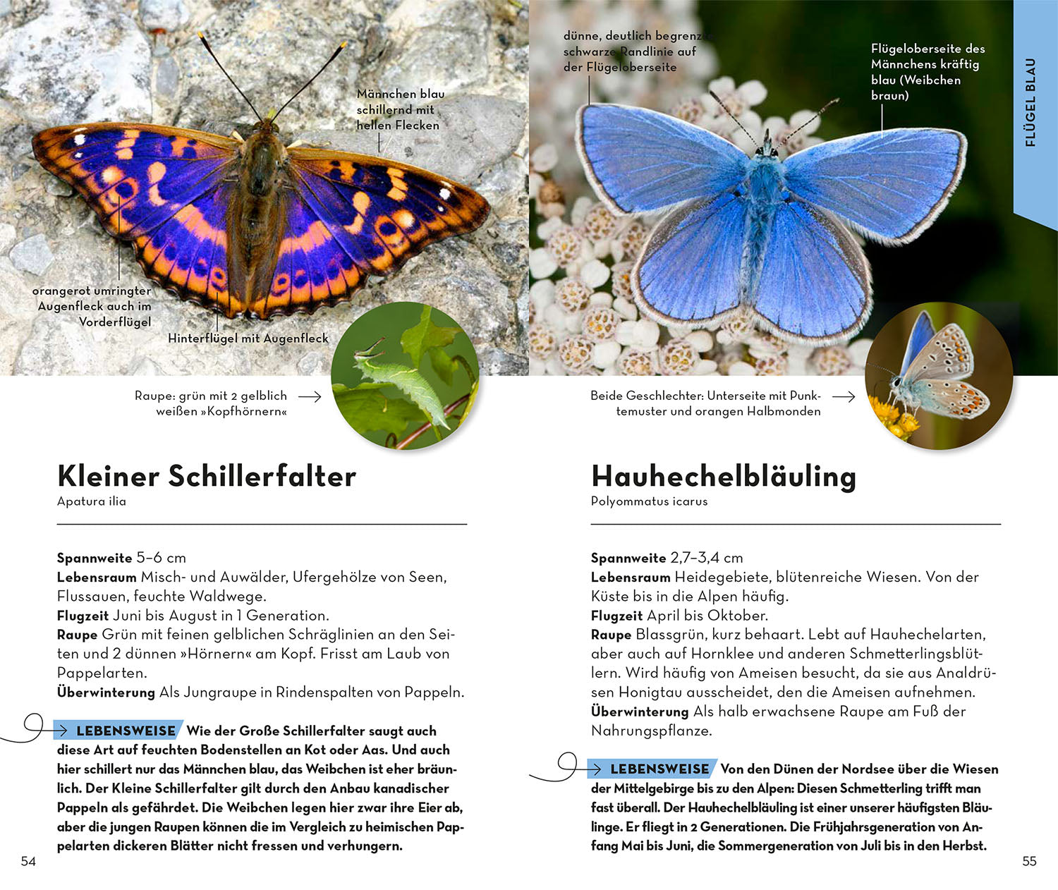 Basic Schmetterlinge