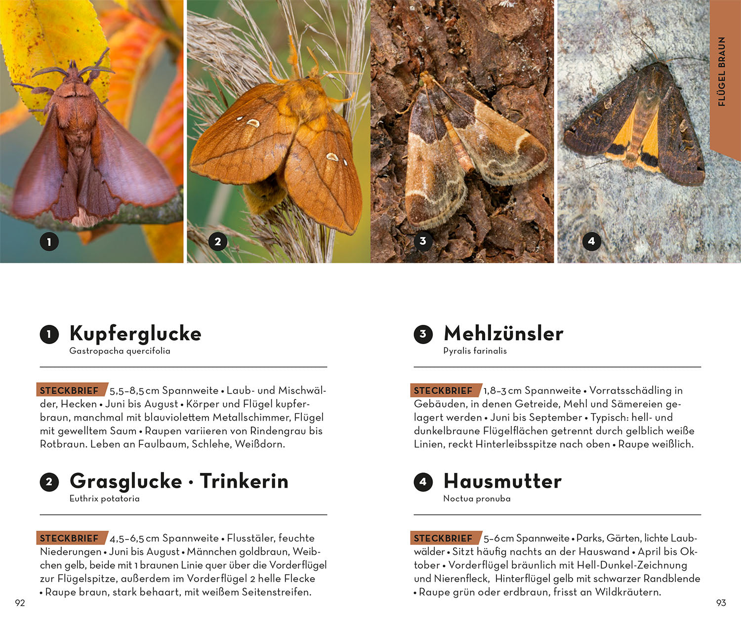 Basic Schmetterlinge