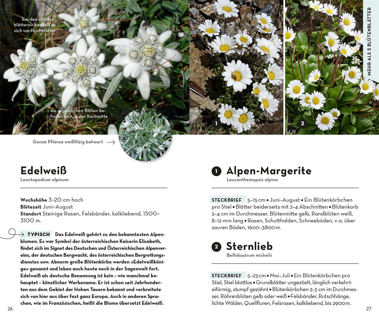 Basic Alpine Flowers