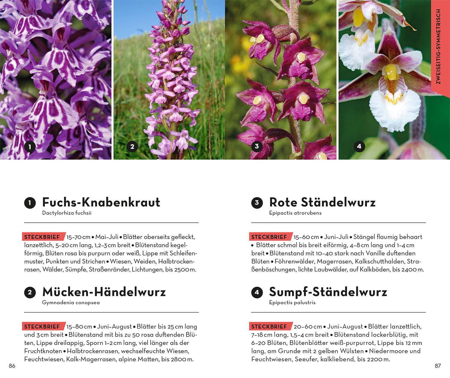 Basic Alpine Flowers