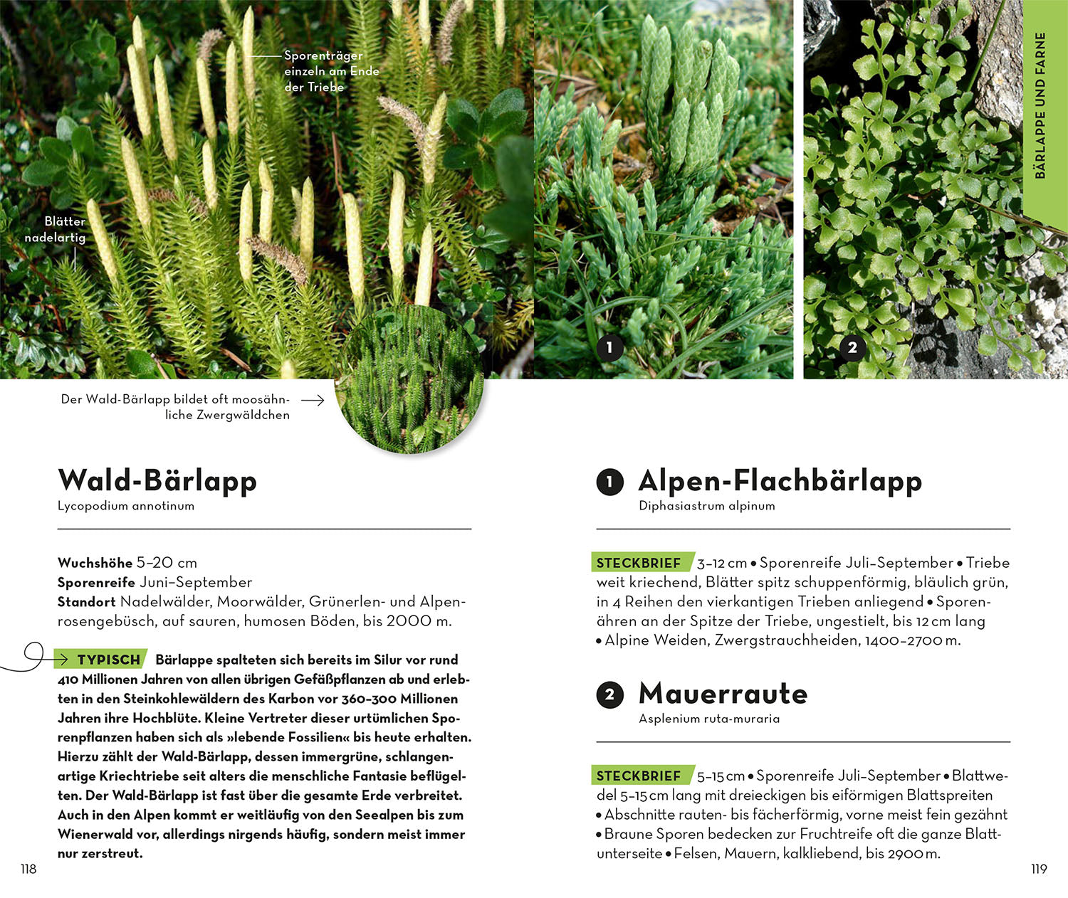 Basic Alpine Flowers