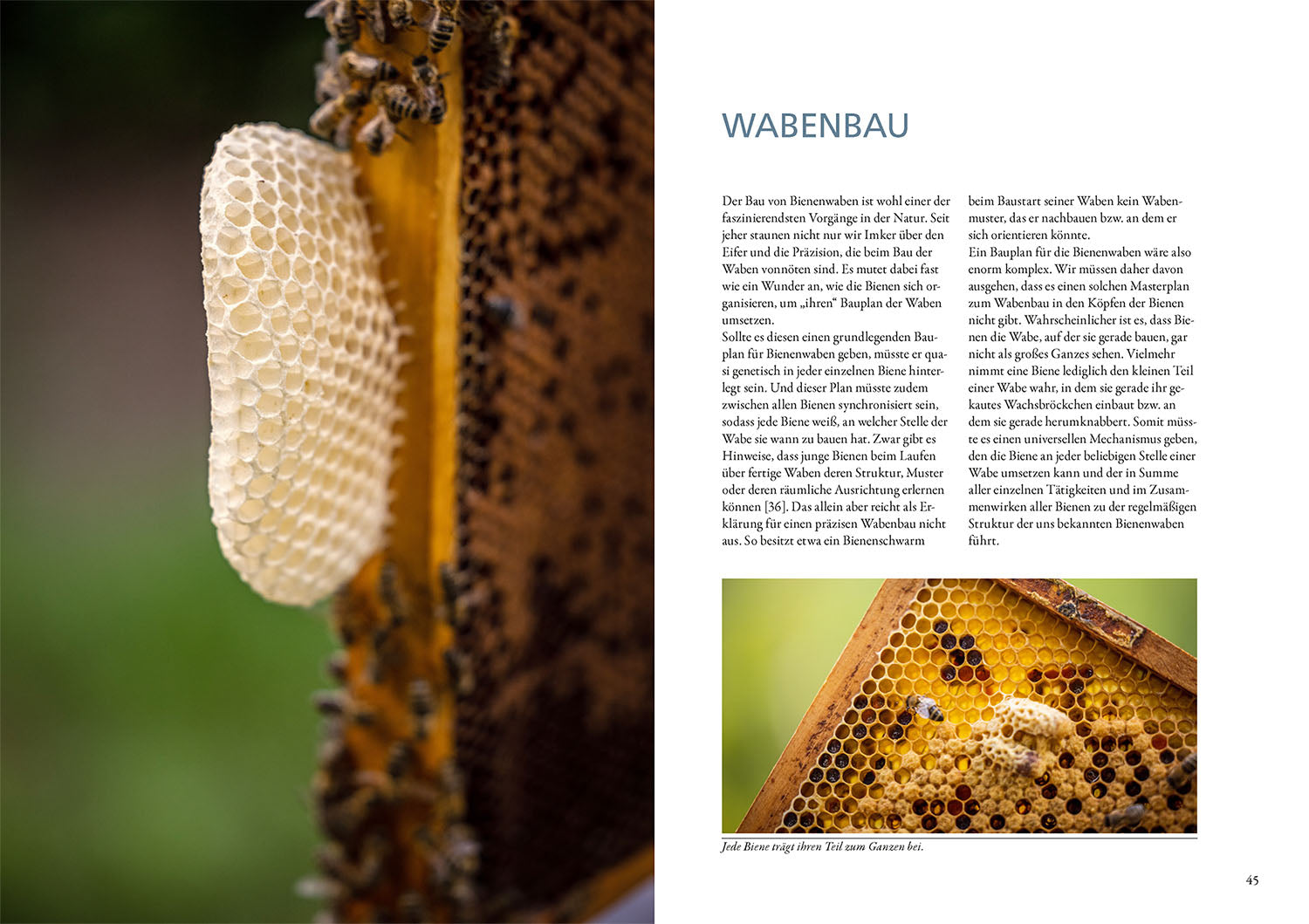 Beeswax and the Wax Cycle