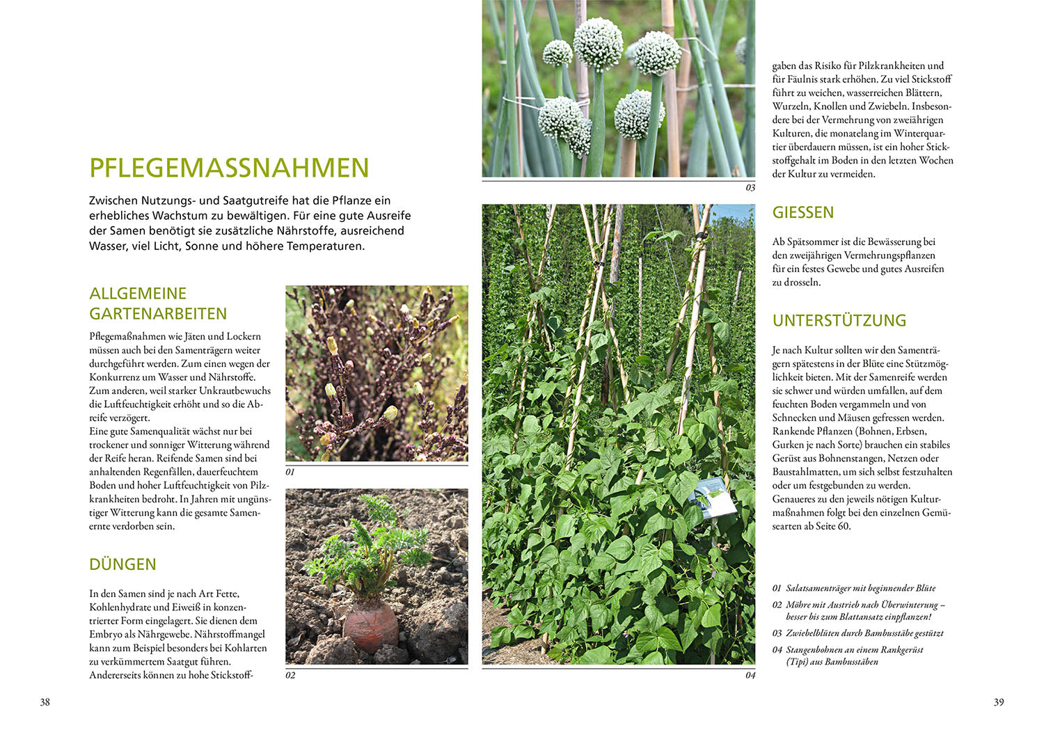 Meine Samen-Gärtnerei