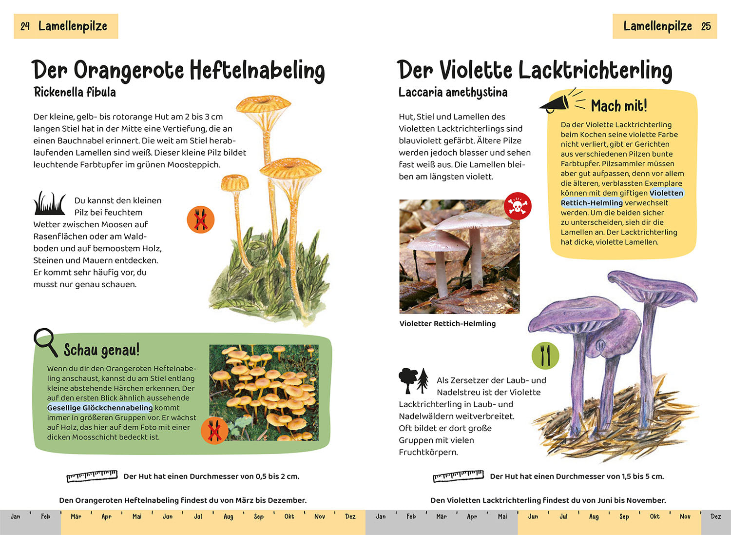 Welcher Pilz ist das? Kindernaturführer