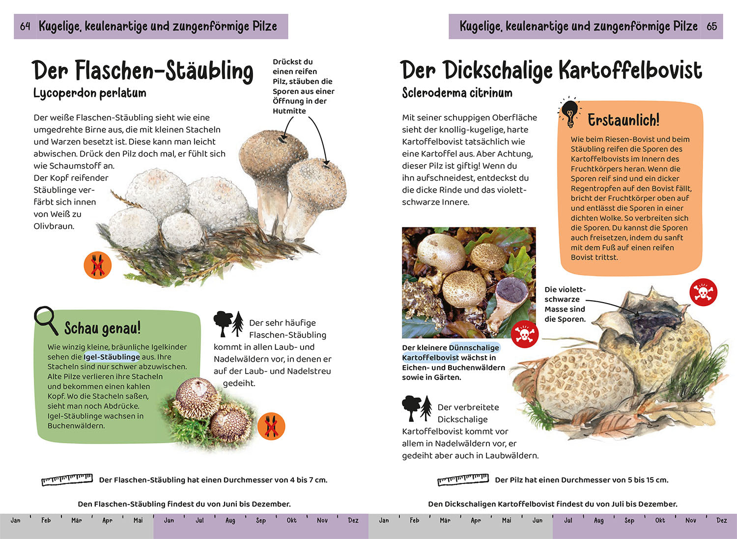 Welcher Pilz ist das? Kindernaturführer