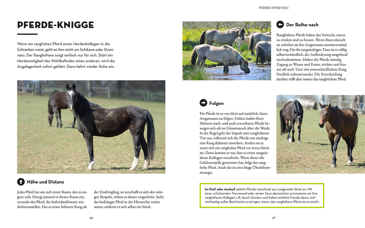 What is my horse thinking?