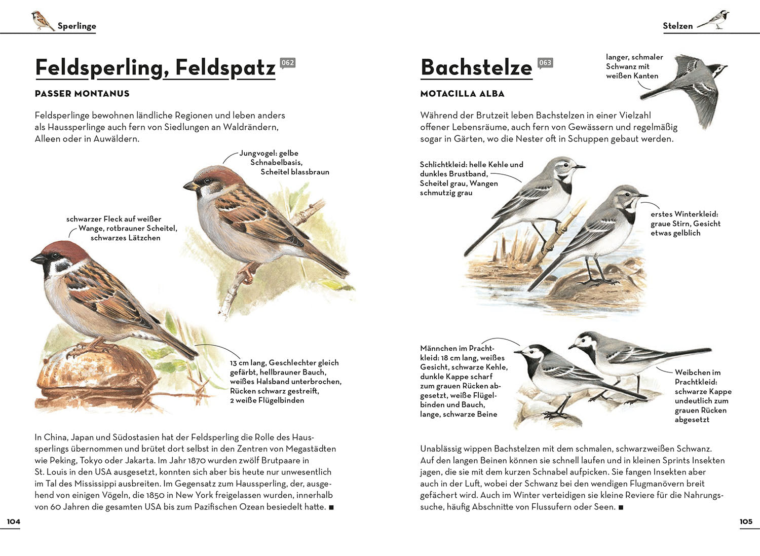 Einfach Gartenvögel