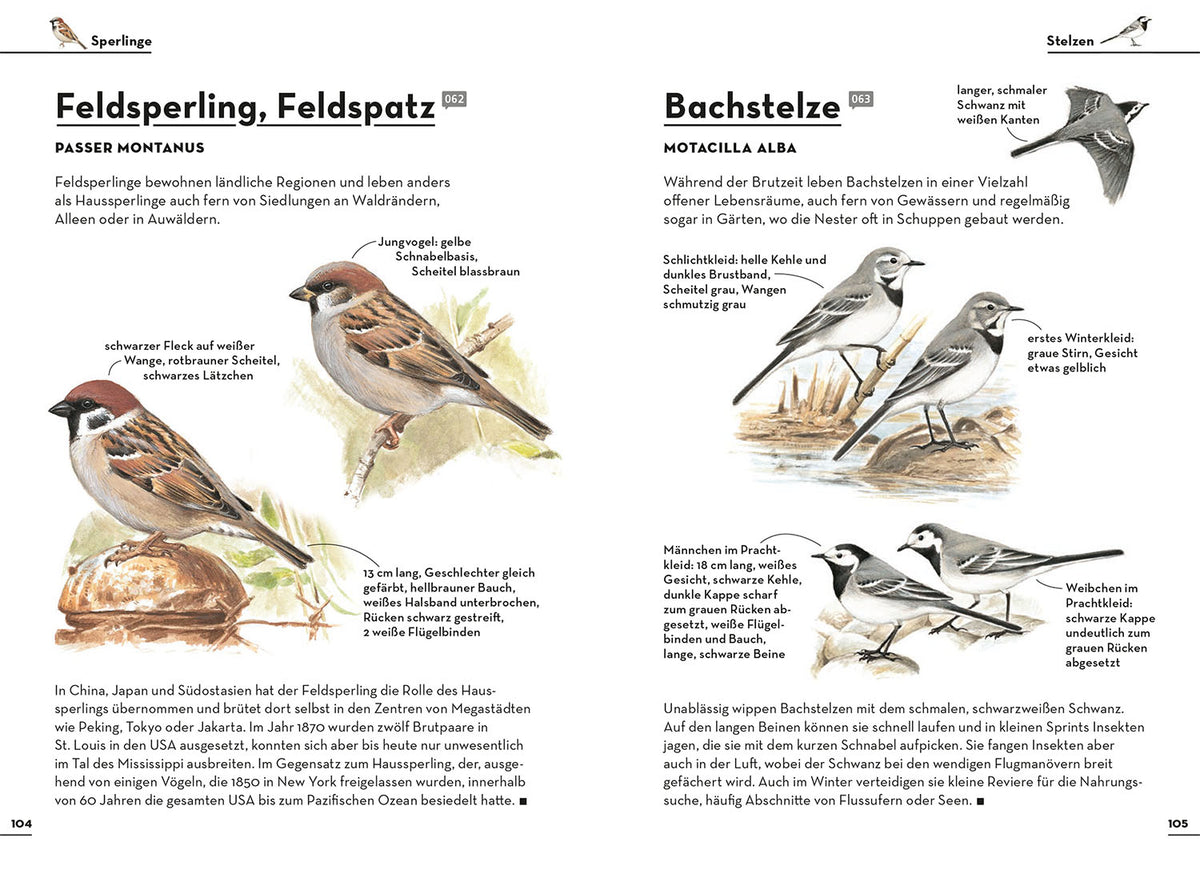 Einfach Gartenvögel