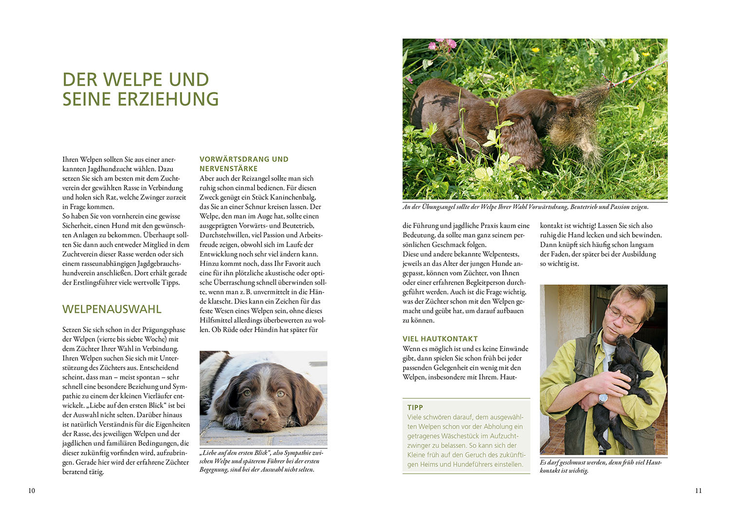 Vom Welpen zum Jagdhelfer