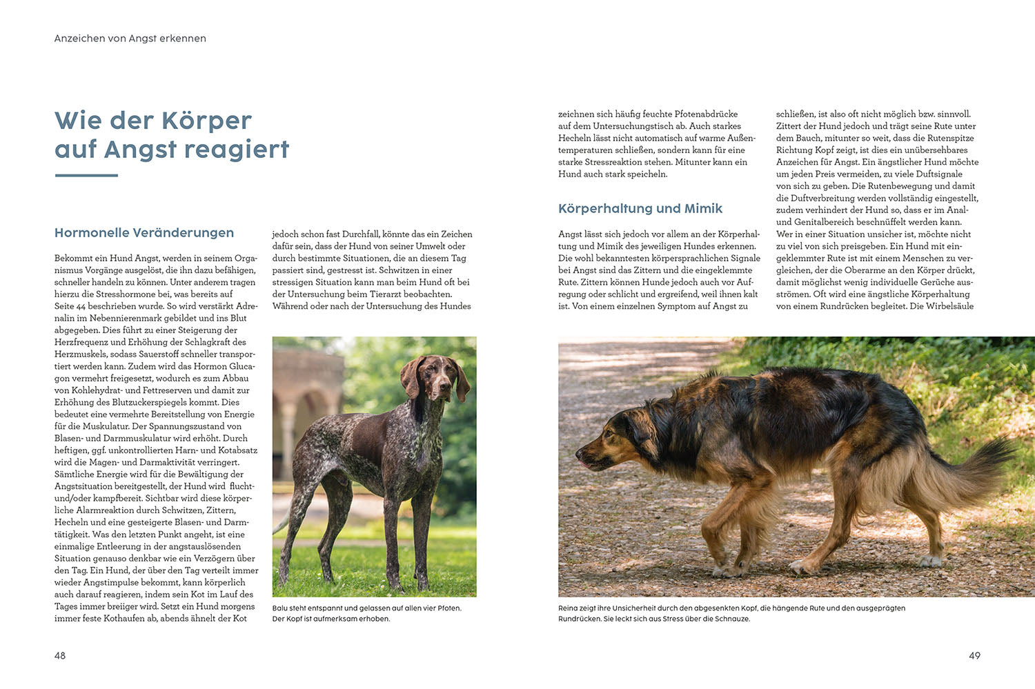 Anxiety in Dogs - with Martin Rütter