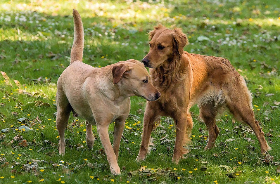 Mimik und Körpersprache von Hunden