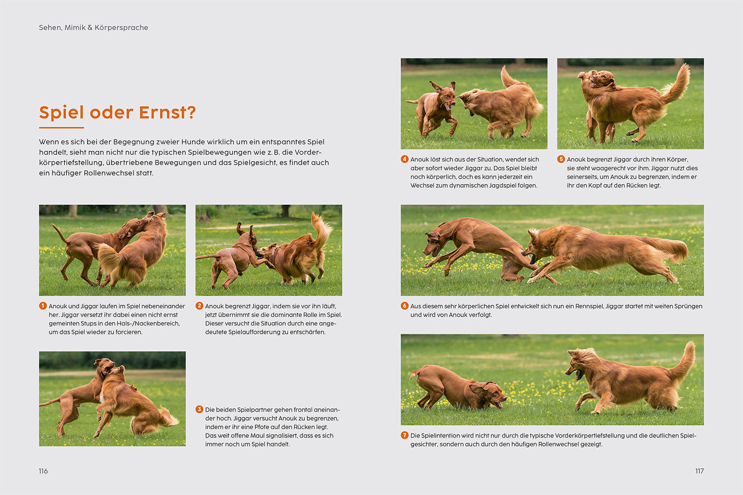 Dog Training Course with Martin Rütter