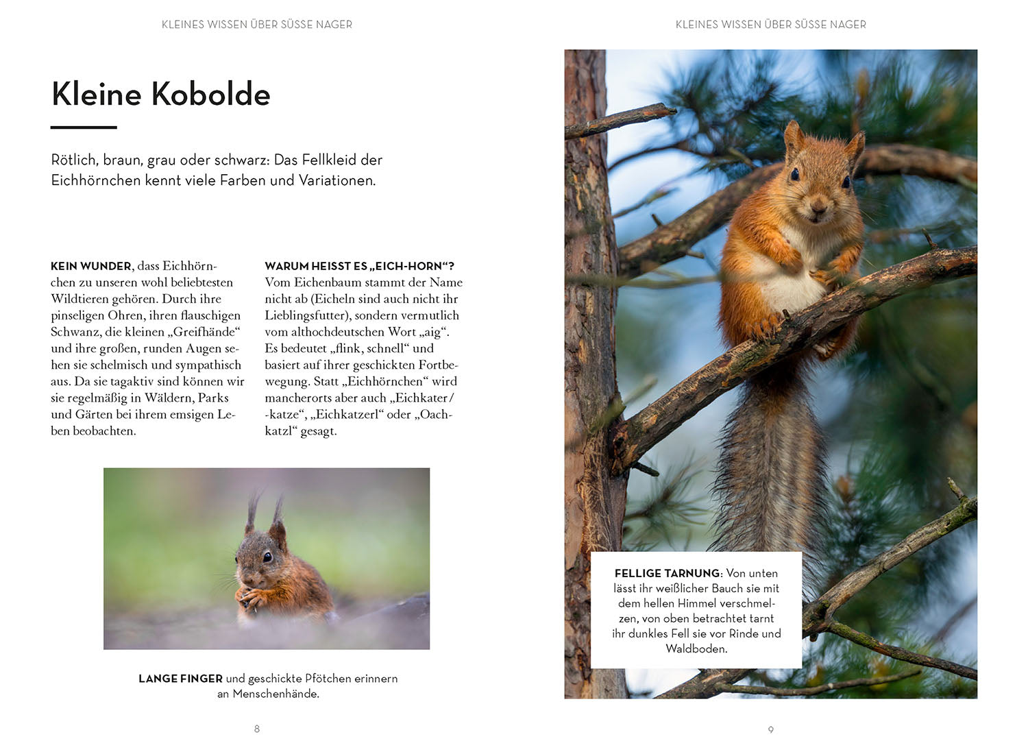 Mach was für Eichhörnchen