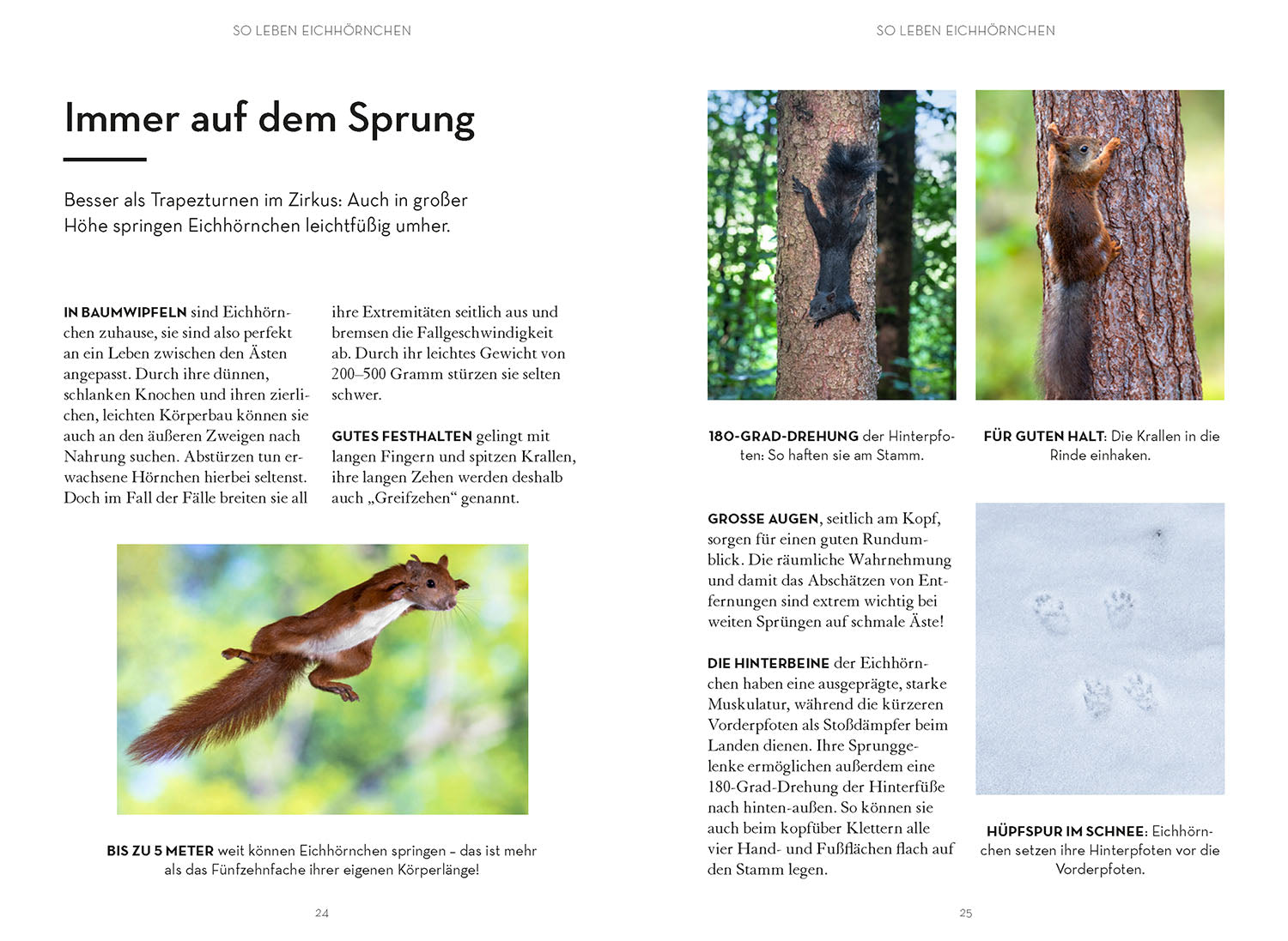 Mach was für Eichhörnchen