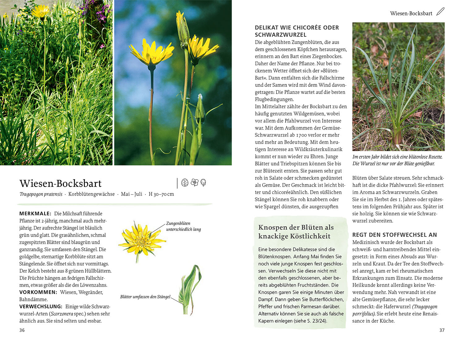 Our Edible Wild Plants