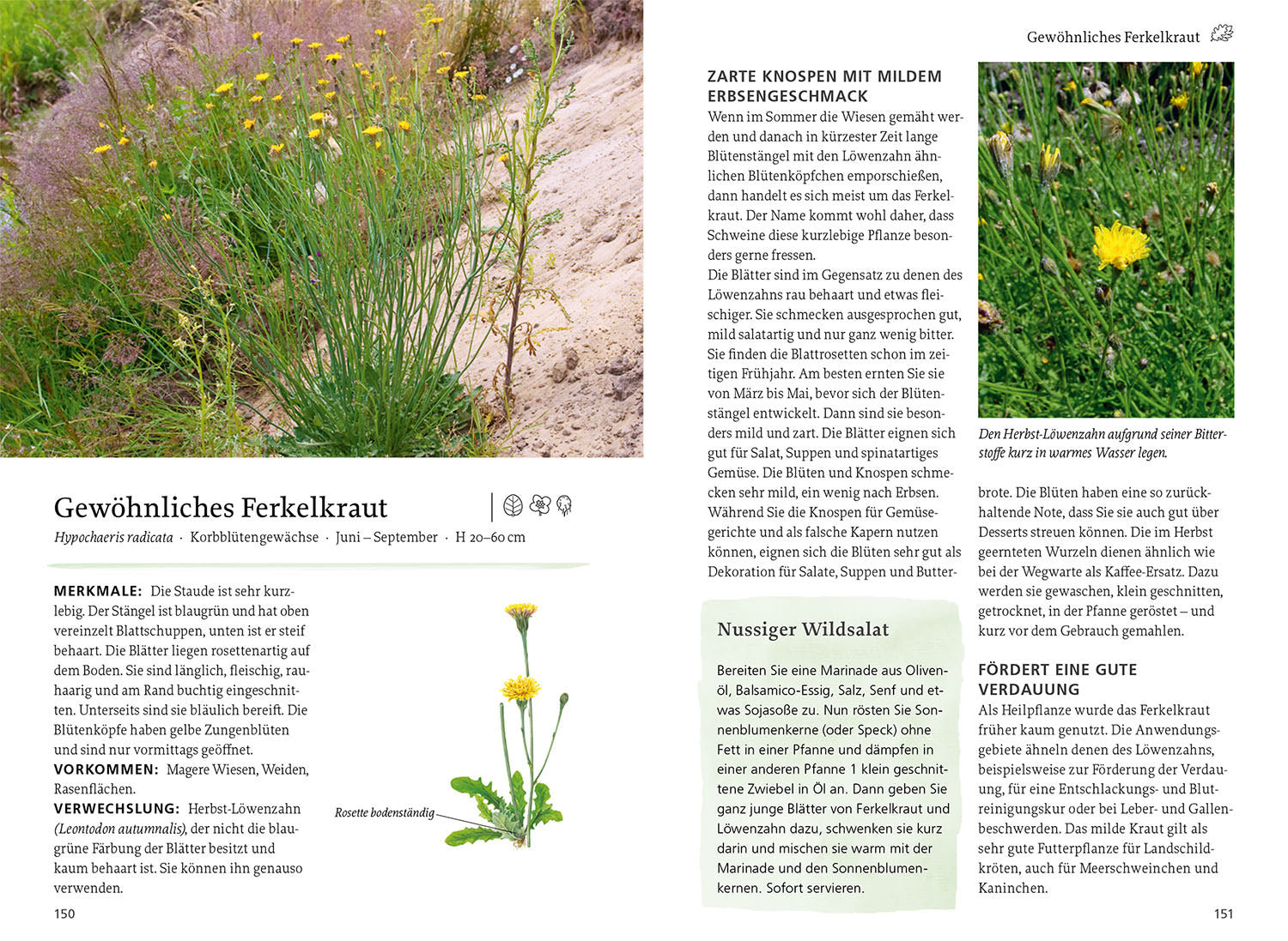 Our Edible Wild Plants