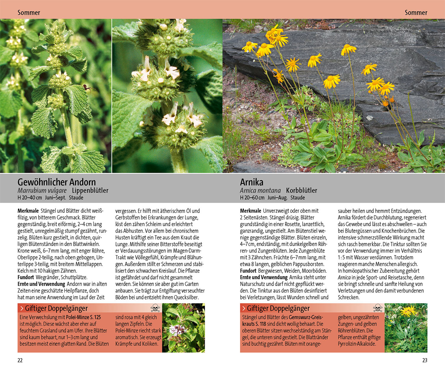 Medicinal Plants and Their Poisonous Lookalikes