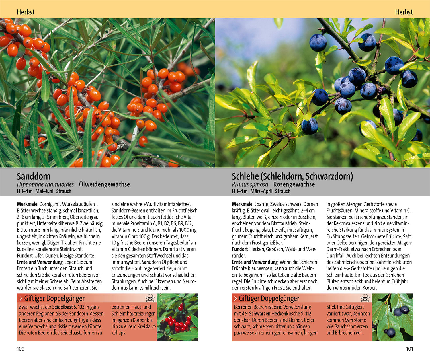 Medicinal Plants and Their Poisonous Lookalikes