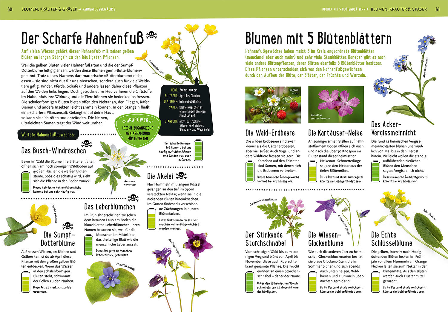 My Cosmos Nature Book