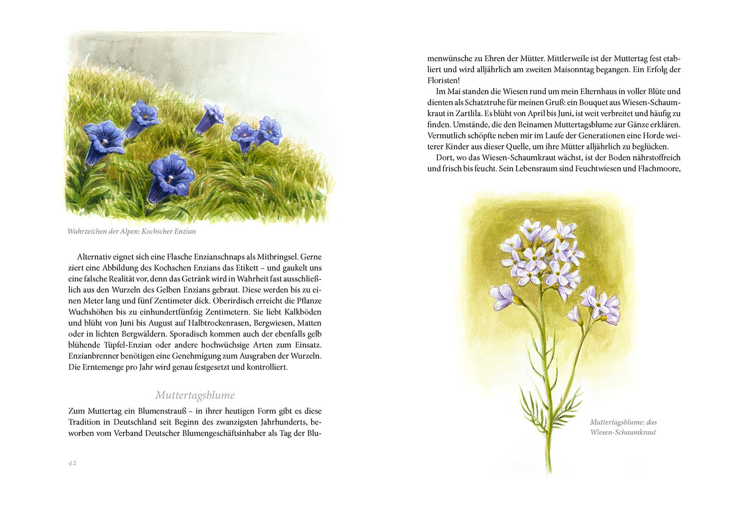 Sommerwiese