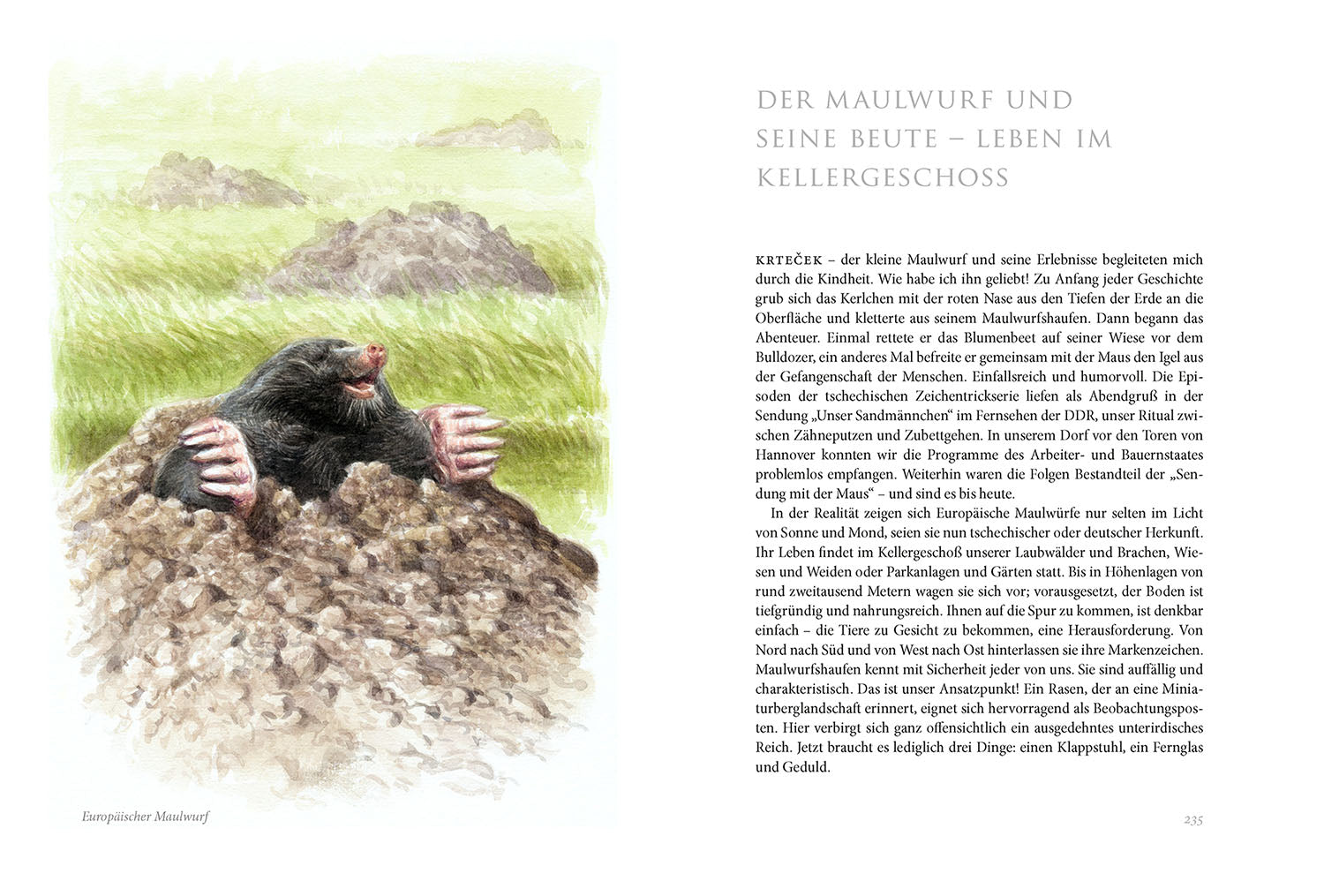 Sommerwiese