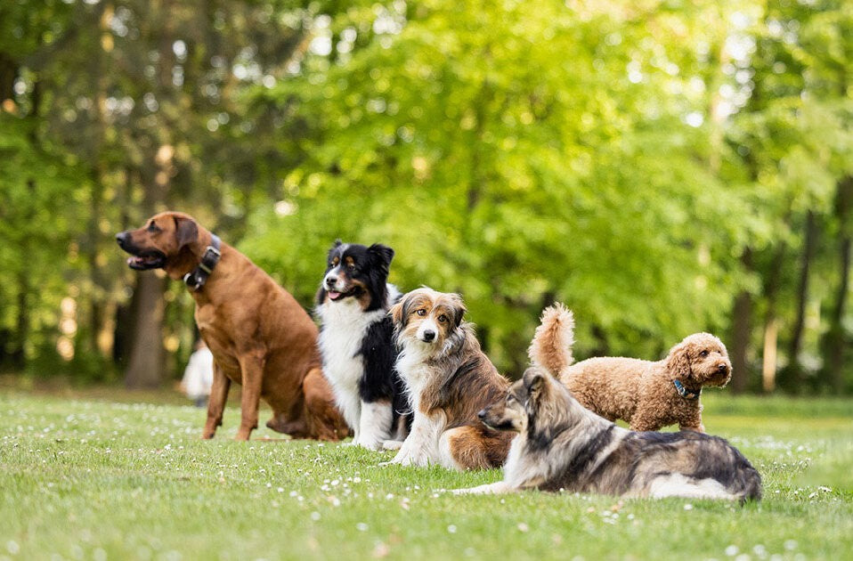 Die Kluge-Hunde-Faktoren