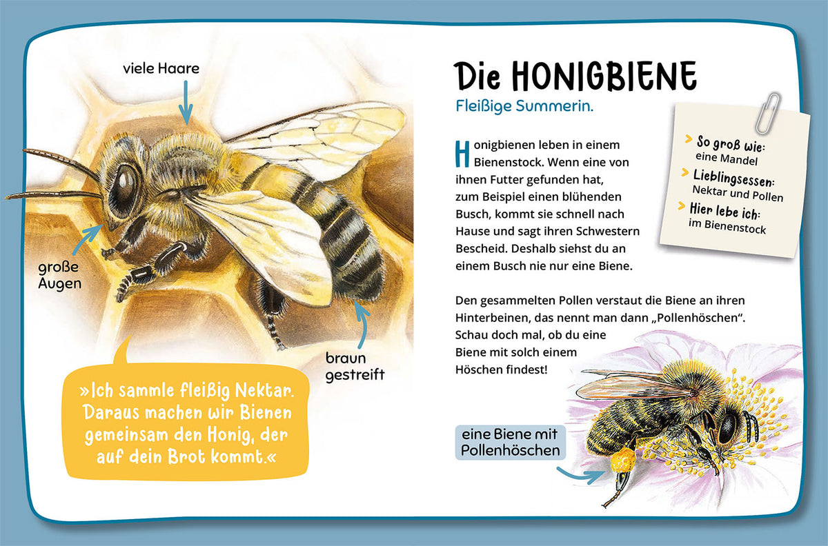Mein erster Naturführer, Was krabbelt denn da?
