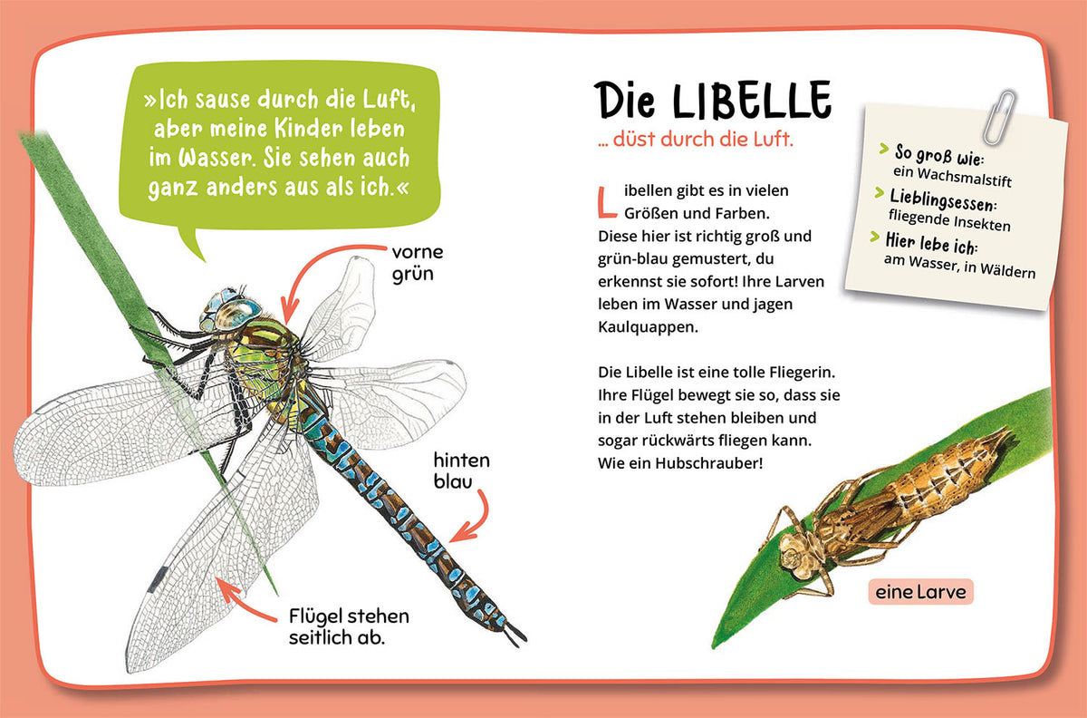 Mein erster Naturführer, Was krabbelt denn da?