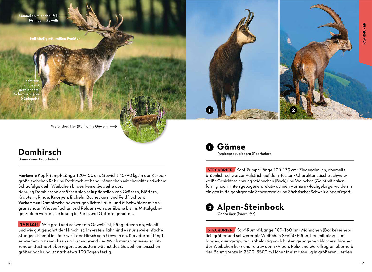 Animals and plants of your homeland