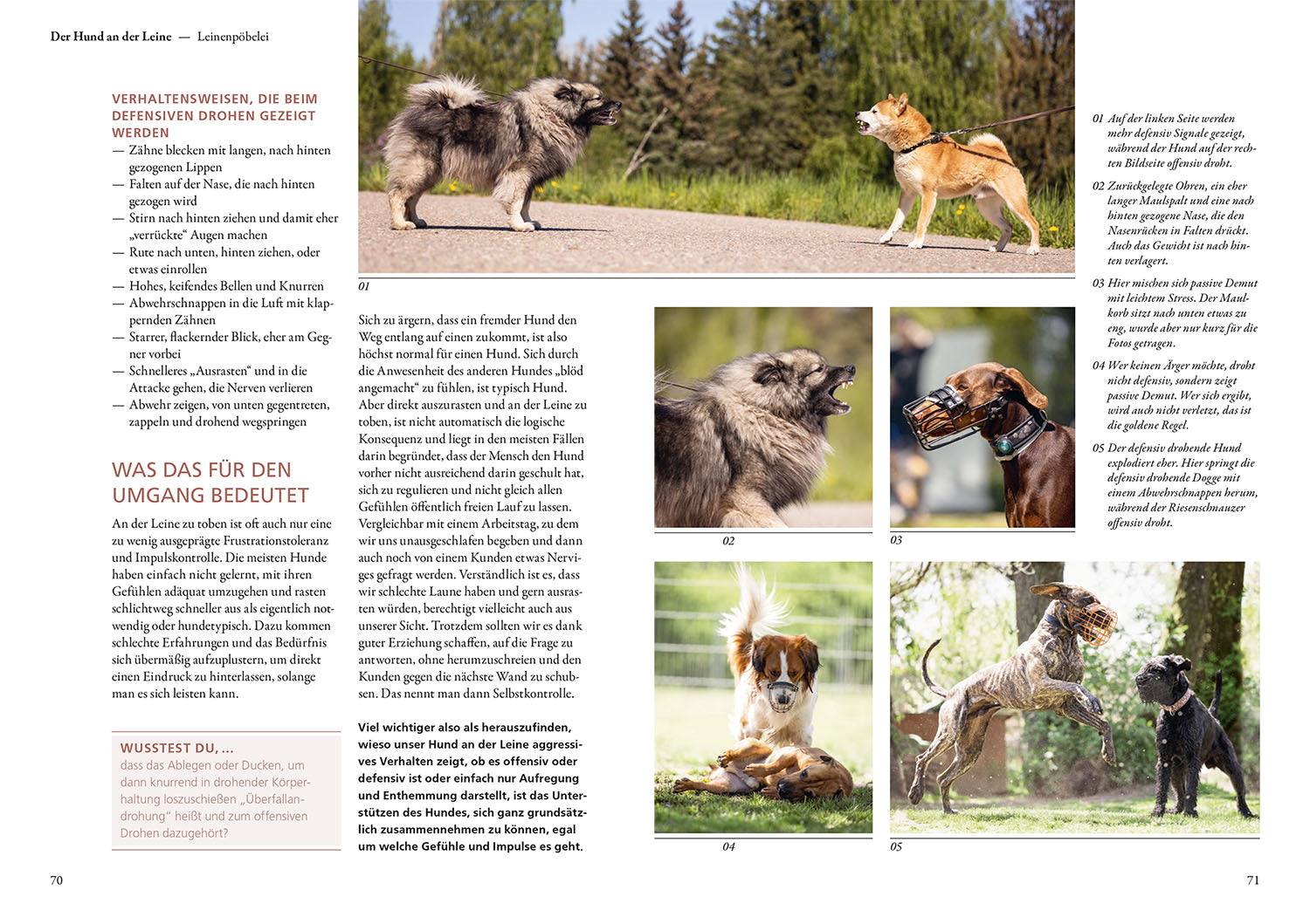 Hunde lesen lernen