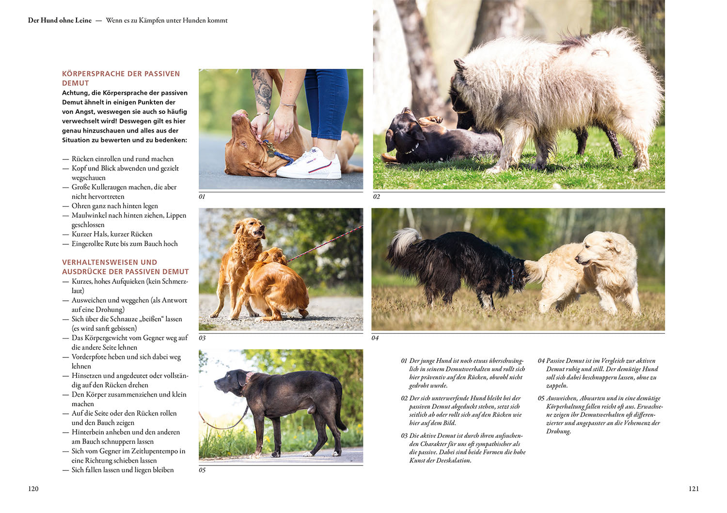 Hunde lesen lernen