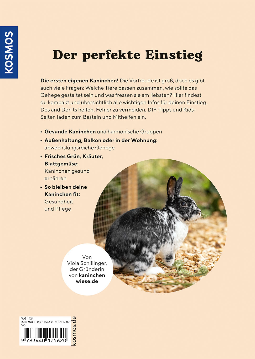 Dwarf rabbit