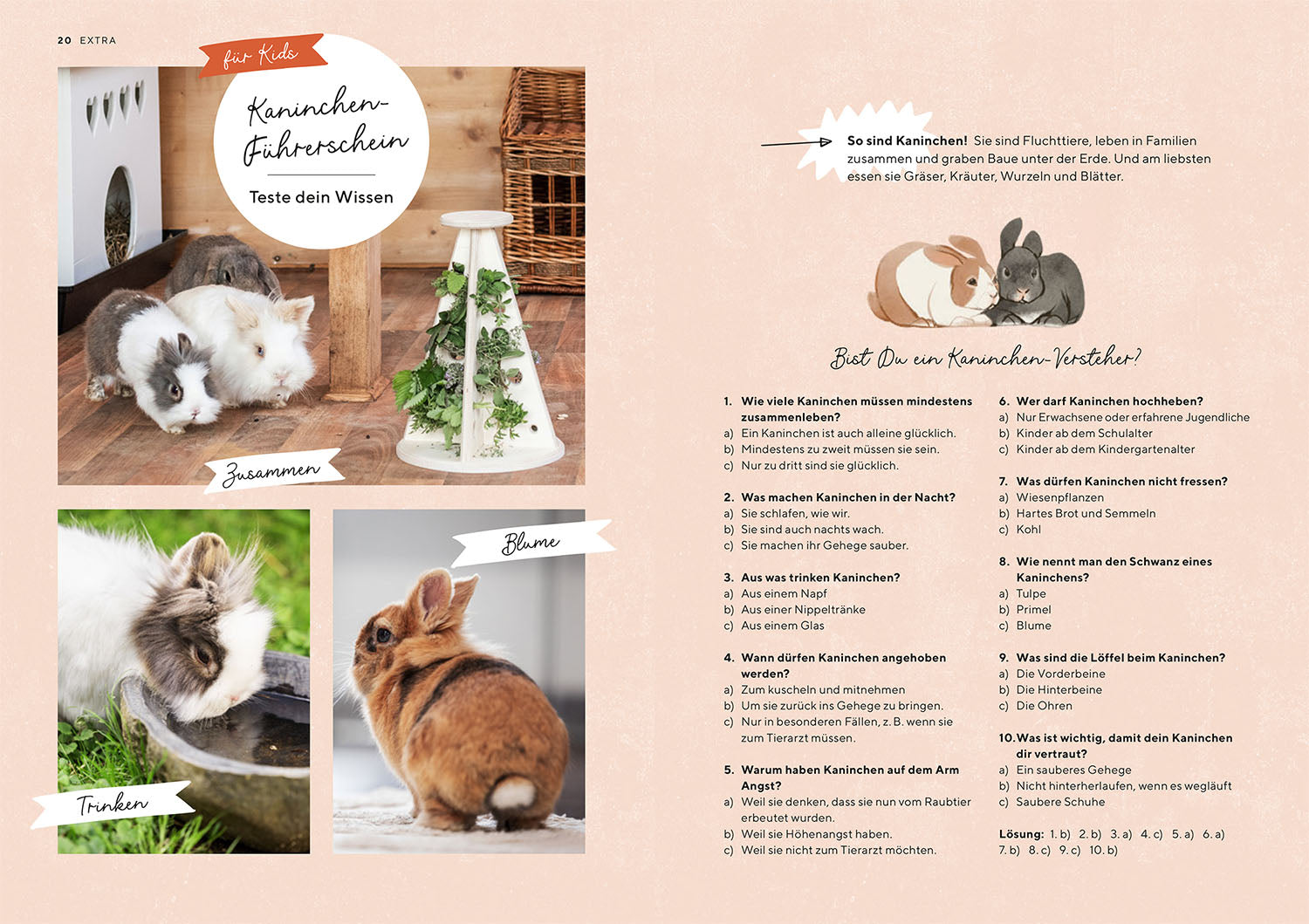 Zwergkaninchen