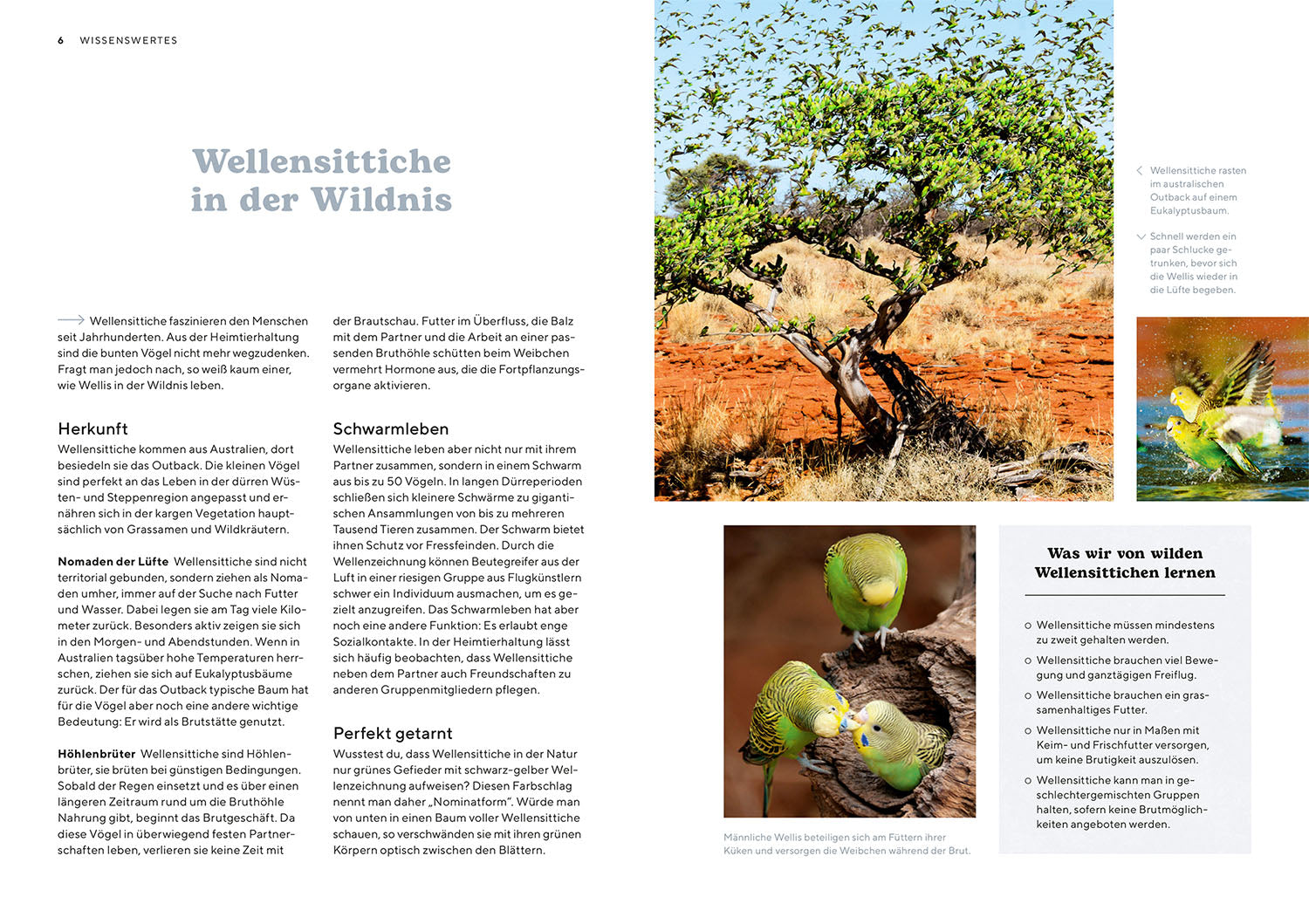 Budgerigars