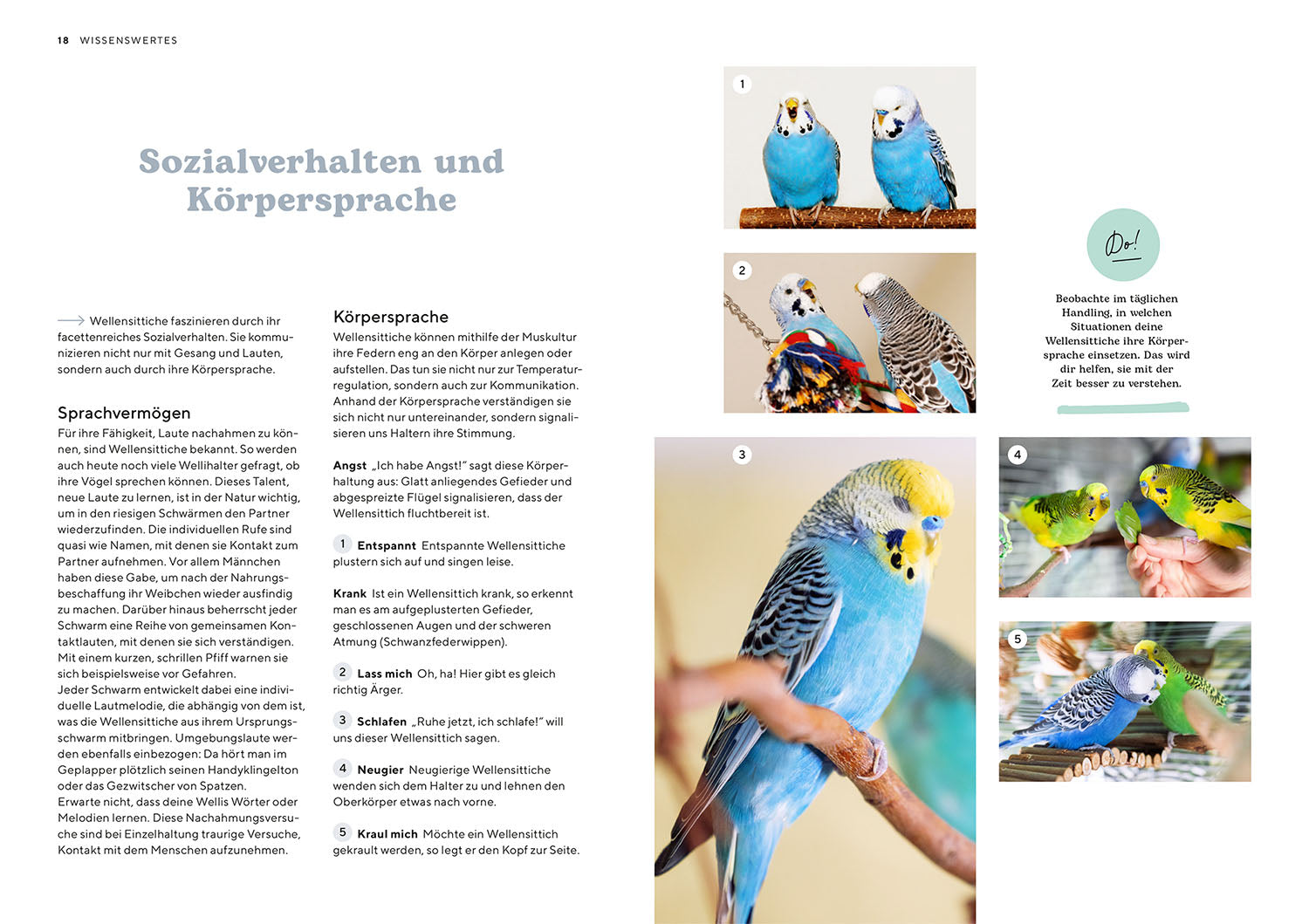 Budgerigars