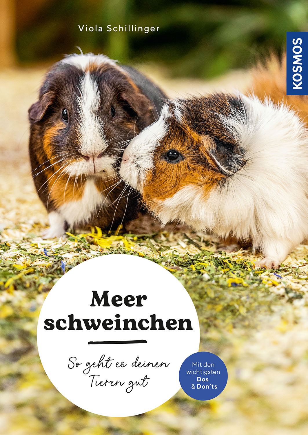 Guinea pig