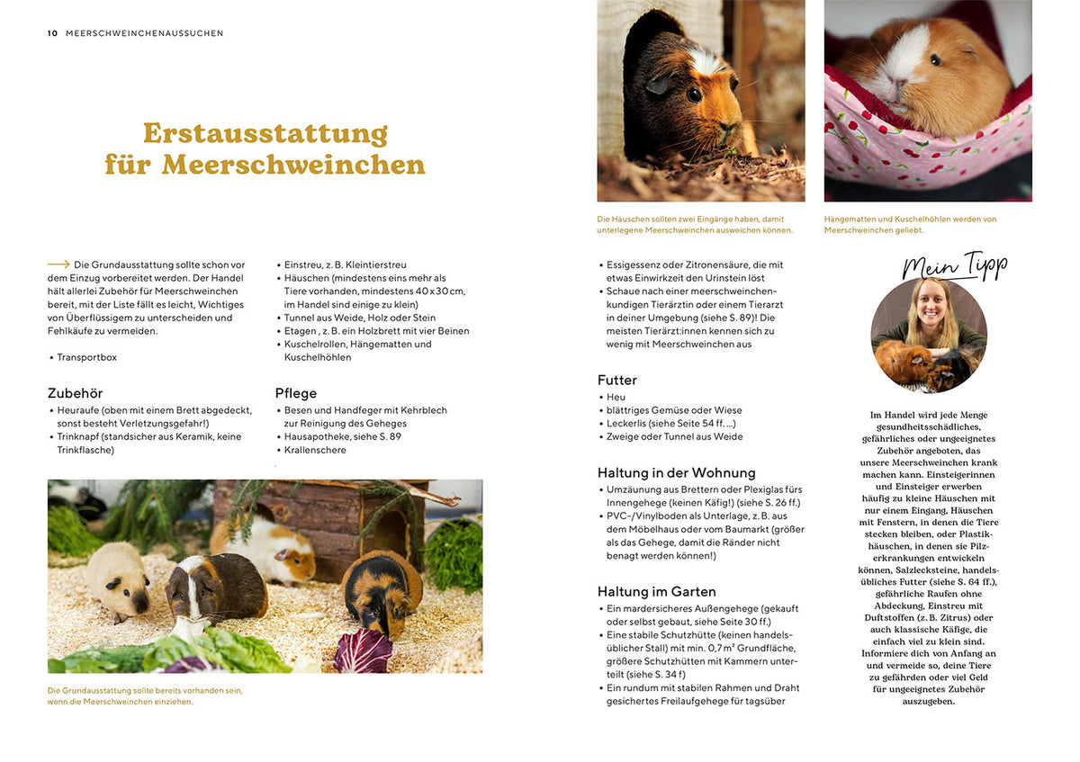 Meerschweinchen