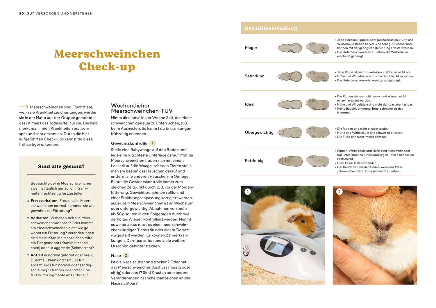 Meerschweinchen
