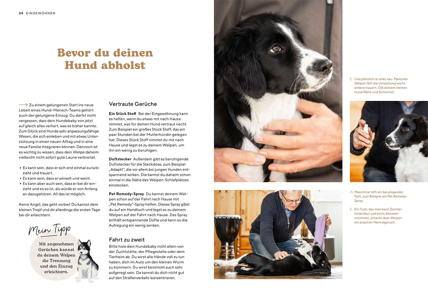 Puppy school