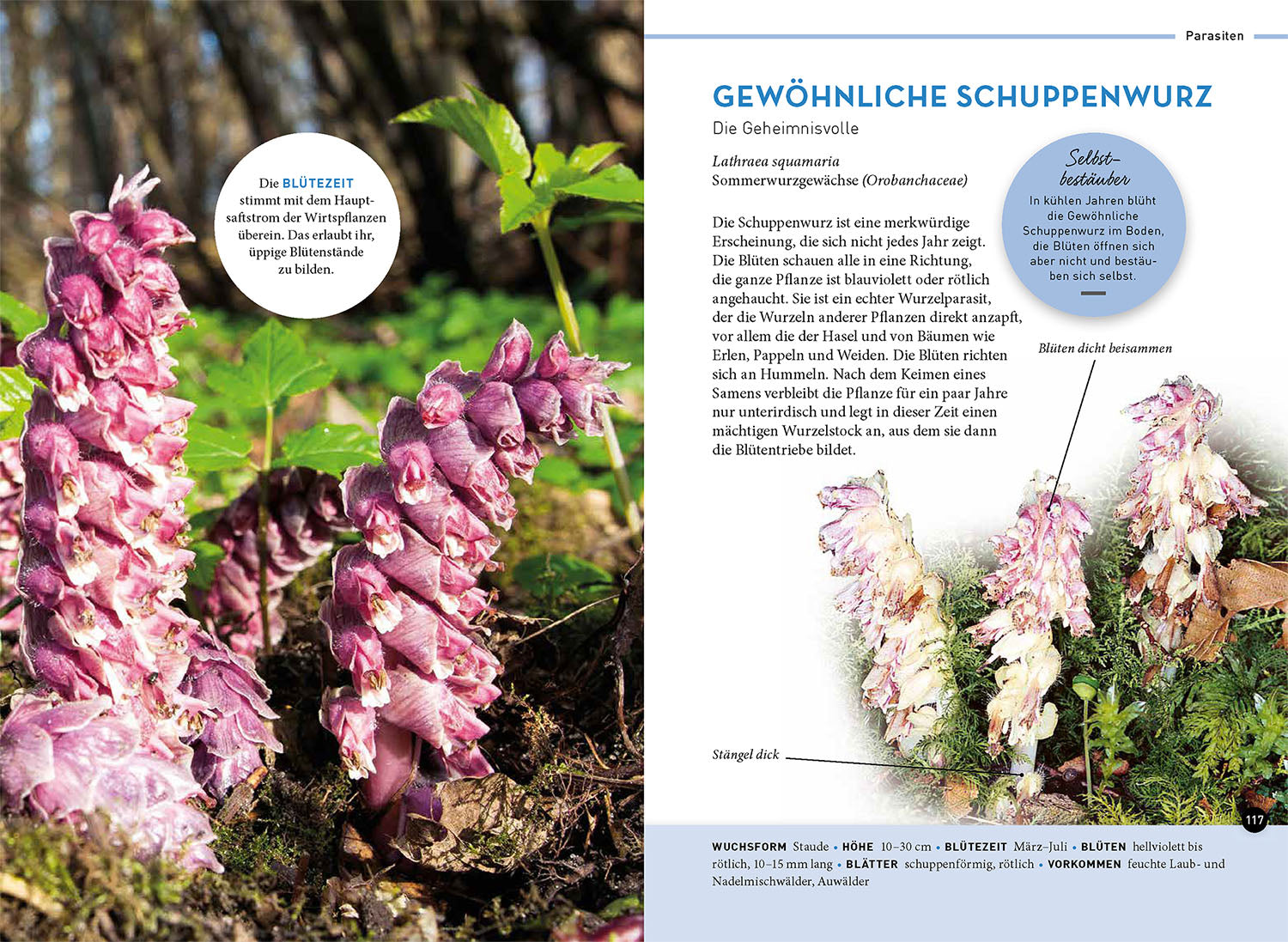 Lieblingsblumen