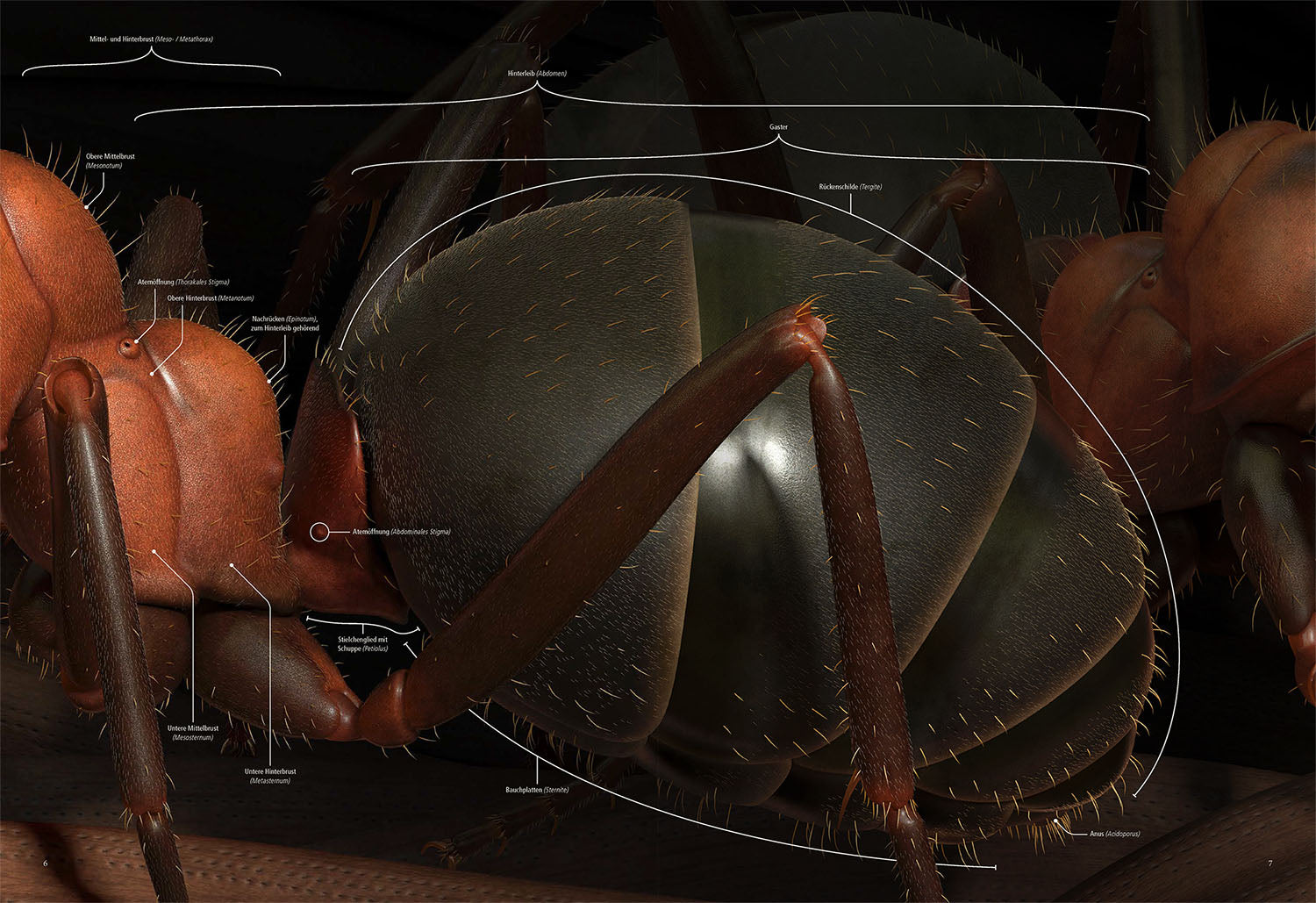 The Ant Collective