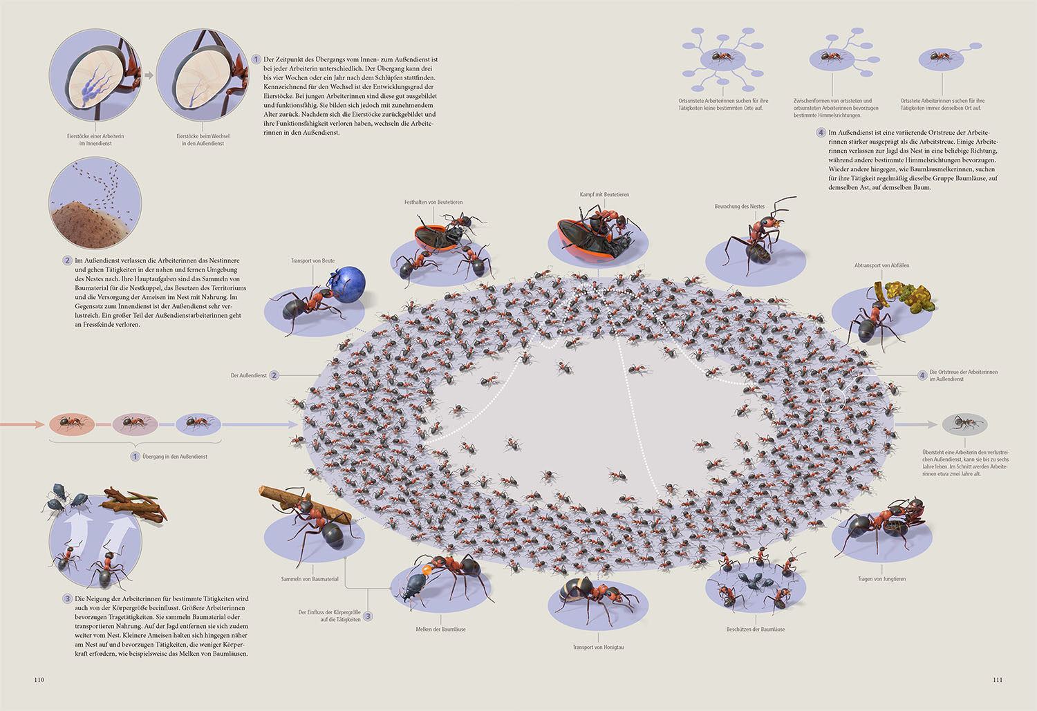 The Ant Collective