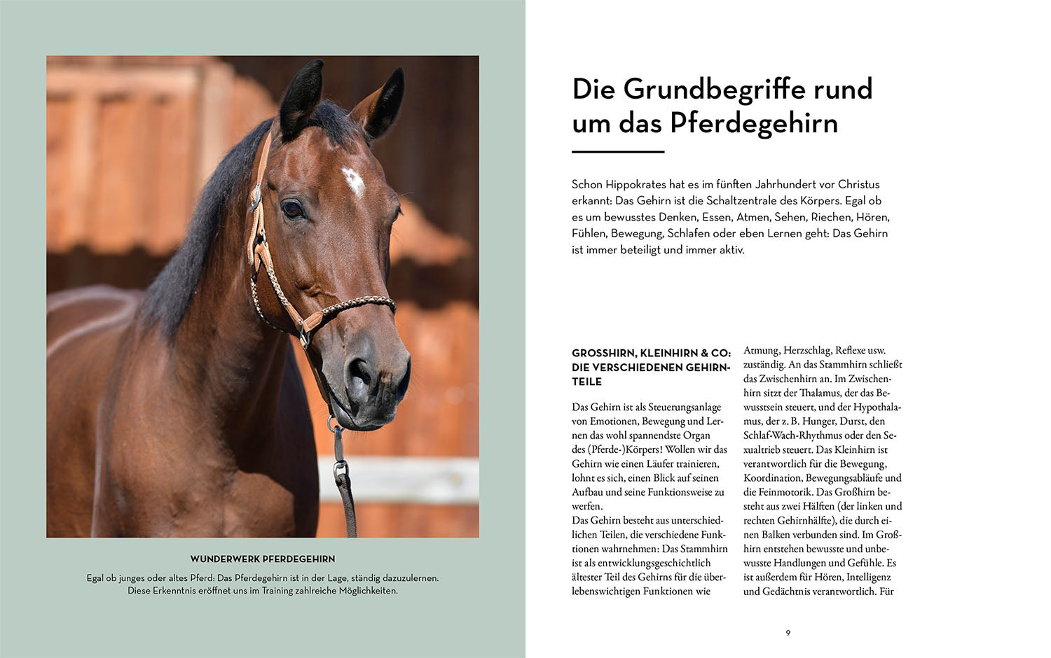 Brain training for clever horses