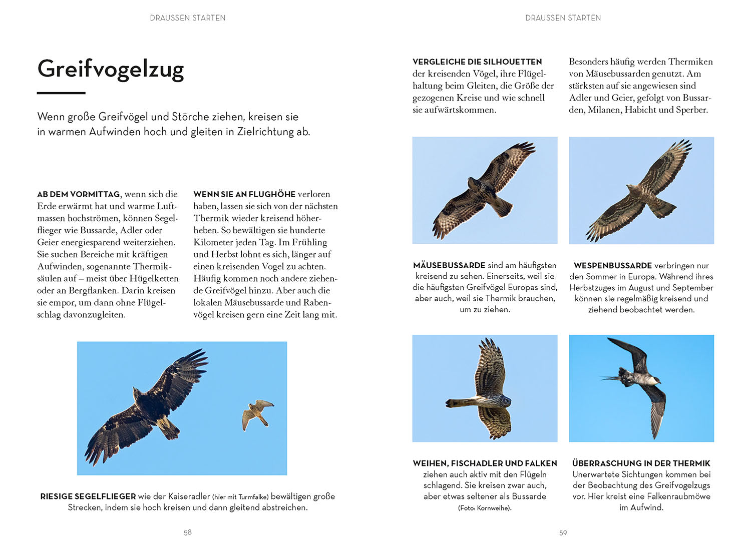 Vögel beobachten