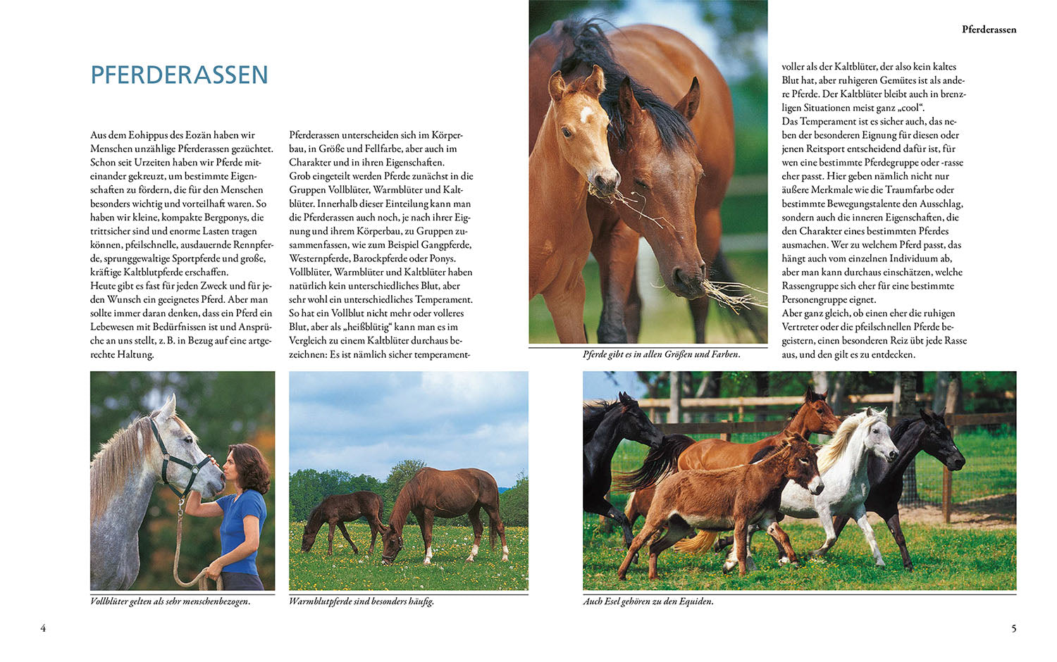 Horse breeds