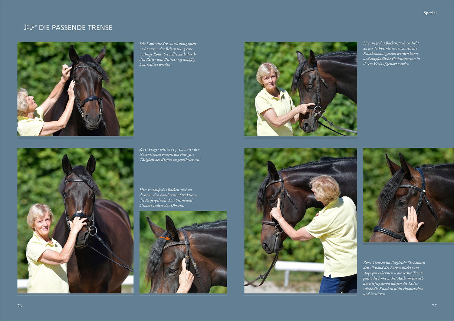 Practical Guide to Physiotherapy Techniques for Horses