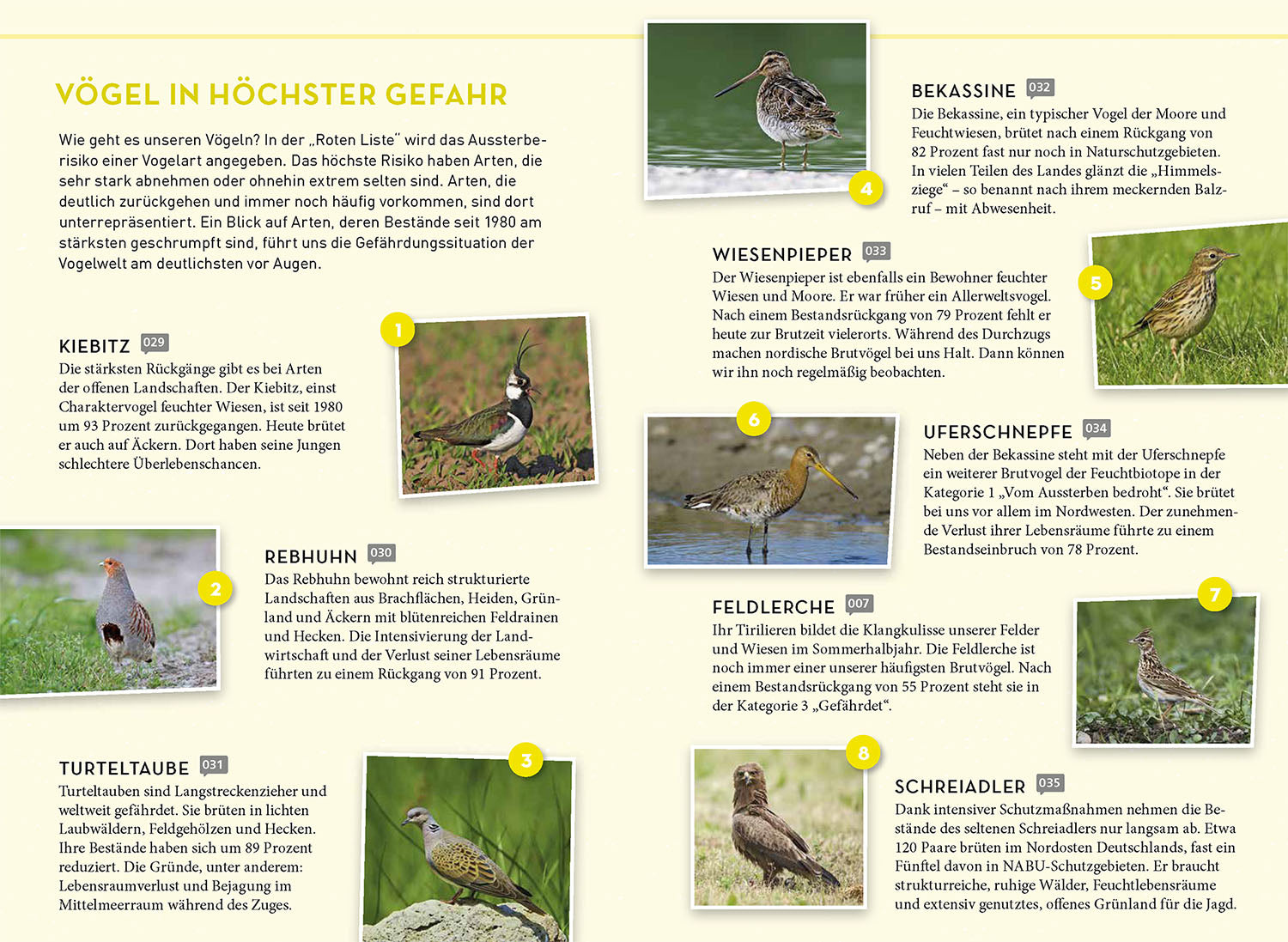 Favorite birds