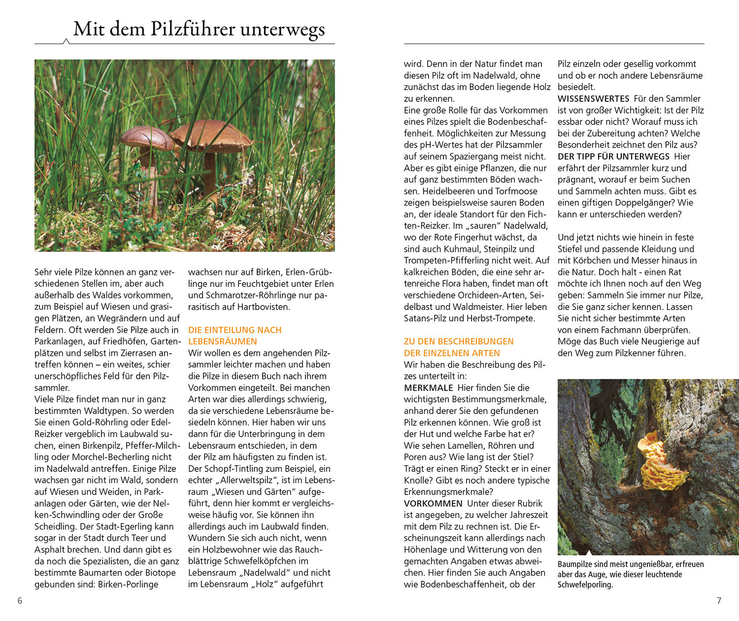 Kosmos Mushroom Guide for on the go