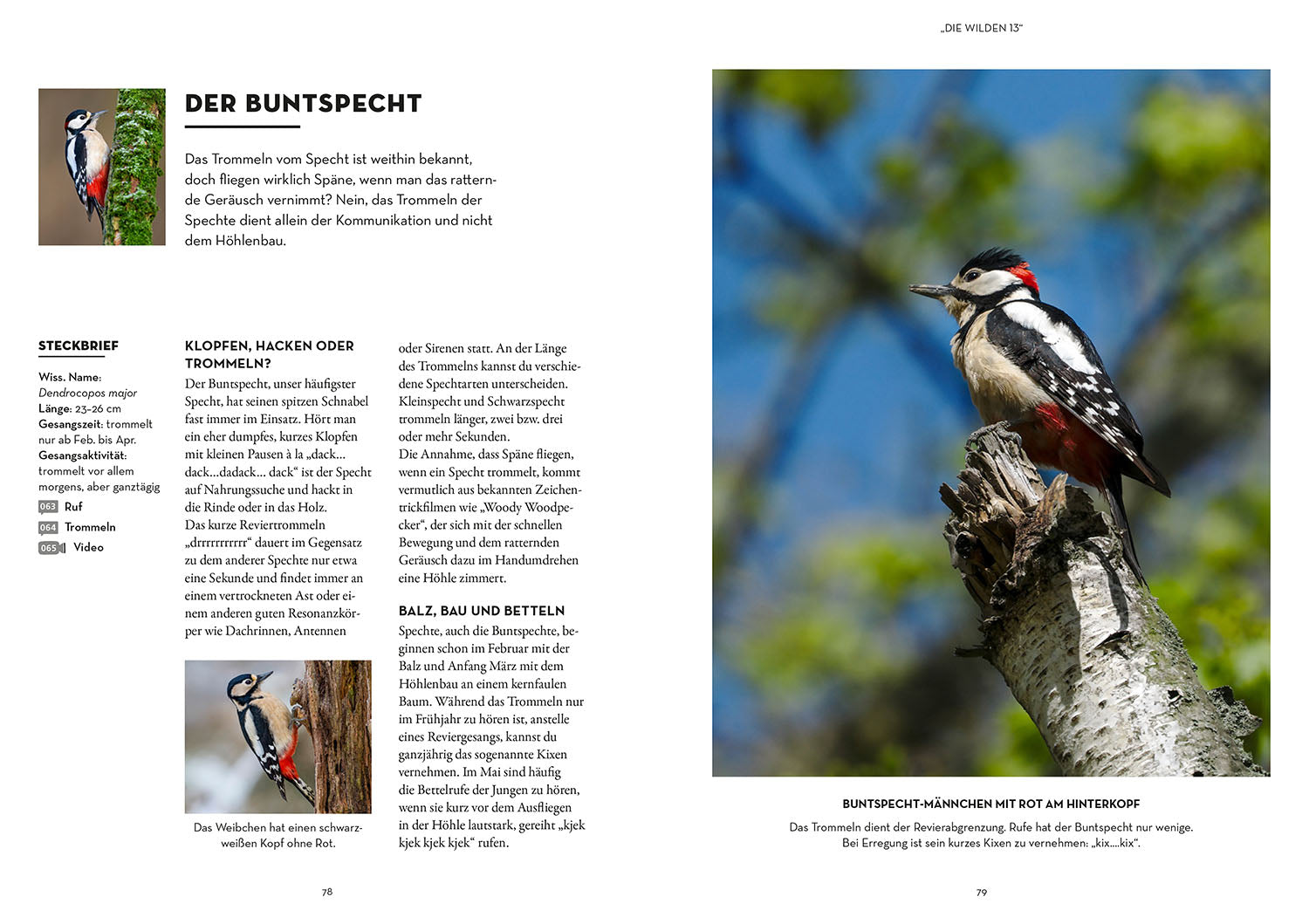 Vögel bestimmen mit den Ohren