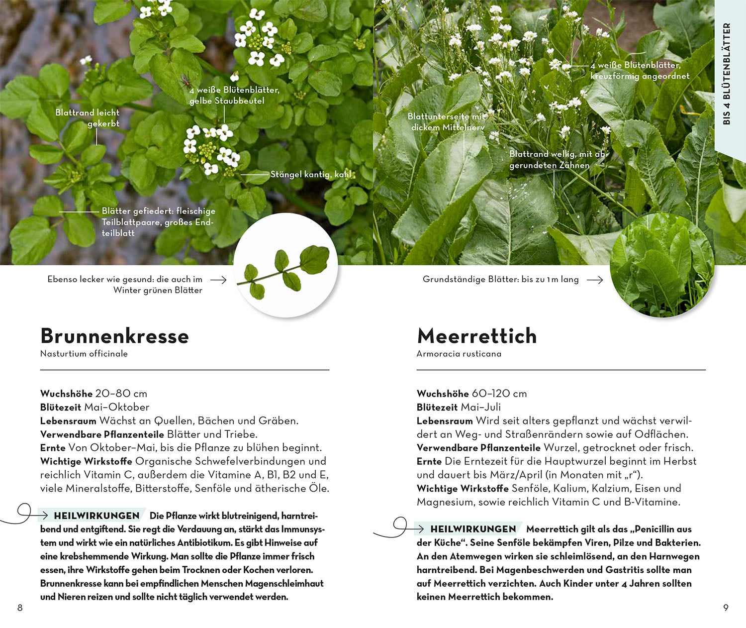 Basic Medicinal Herbs